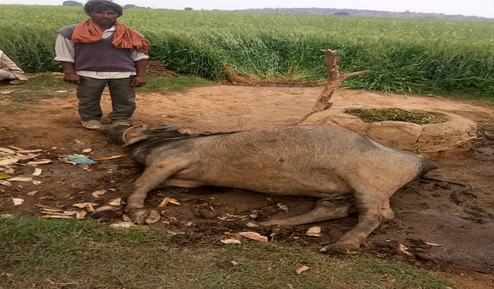 Two animals die due to falling celestial electricity in Chitrakoot