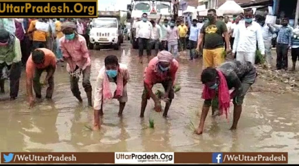 paddy-plants-planted-on-road-which-bacame-pond-due-to-heavy-rain