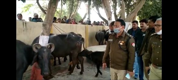 farmers-cried-over-buffalo-recovery-bulandshahr