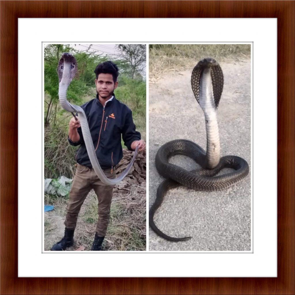 cobra snakes