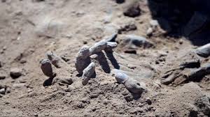 unknown-dead-body-found-in-the-state-of-a-male-skeleton-in-the-field