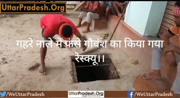 hardoi-rescue-of-cows-trapped-in-deep-drain