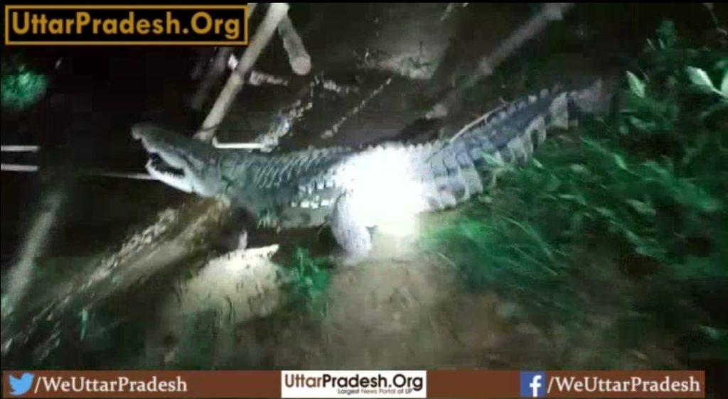 crocodile-found-near-ruins-detailed-report-with-video