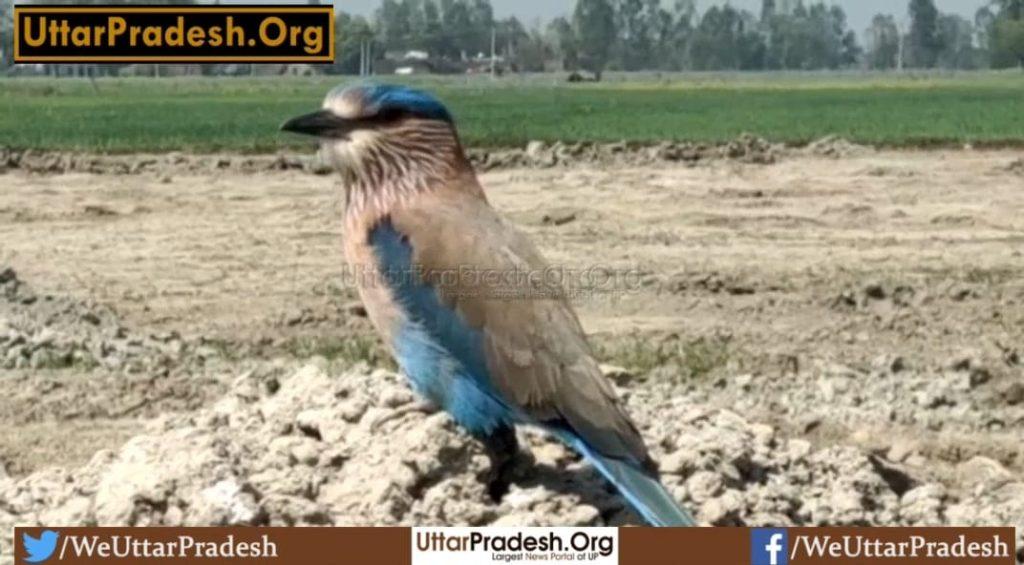 auspicious-to-see-the-neelkanth-bird-on-the-day-of-dussehra