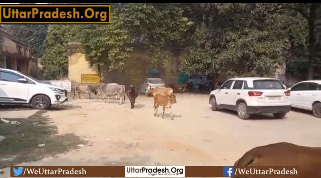 bulls-fought-a-lot-in-hardoi-the-spectacle-gathered