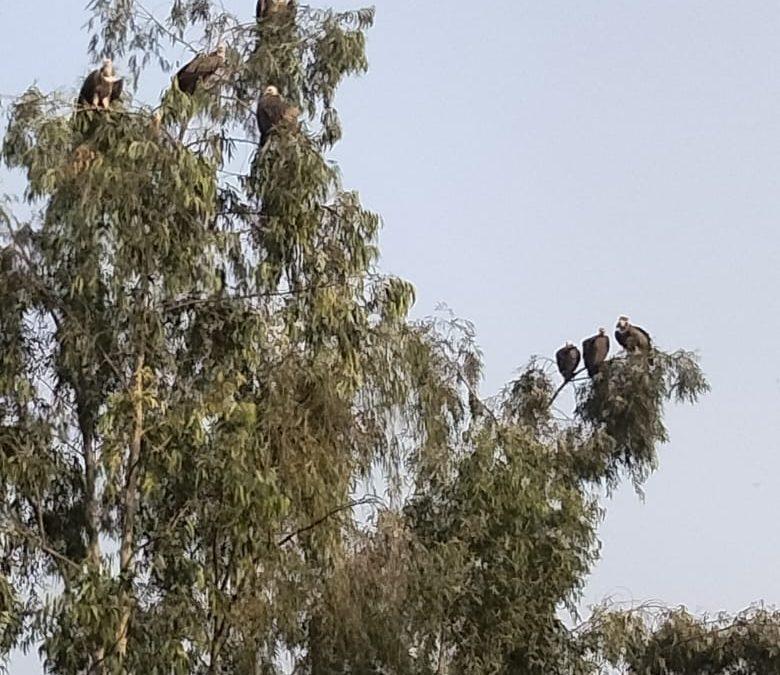 हरदोई में पेड़ पर दिखा सैकड़ों गिद्धों का झुंड -कई वर्षों बाद गिद्धों का समूह देख लोग हुए चकित