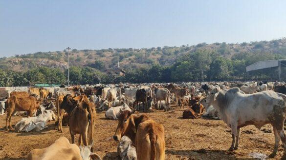 Gaushala in Agra, गौशाला