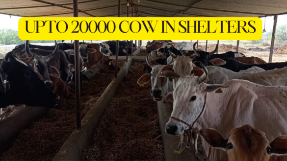 उत्तर प्रदेश : 15,000 से 20,000 गौवंश क्षमता वाली गौशालाएँ Upto 20000 Cows Capacity Gaushala