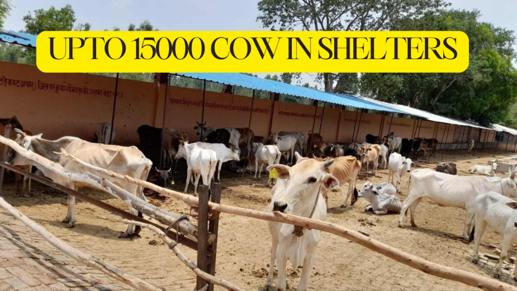 उत्तर प्रदेश में 10,000-15,000 गौवंश क्षमता वाली गौशालाएँ 15000 Cow In Shelters